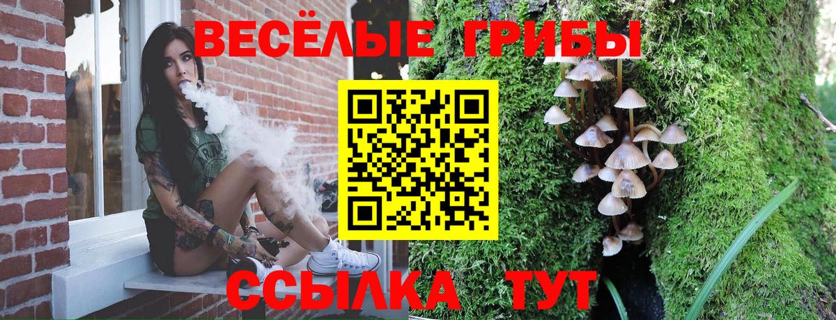Галлюциногенные грибы Psilocybe Егорьевск